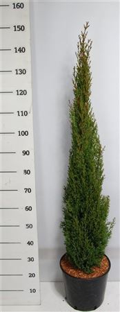 Cupressus Semp Totem