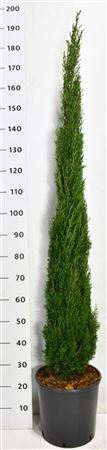 Cupressus Semp Totem