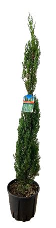 Cupressus Sempervirens