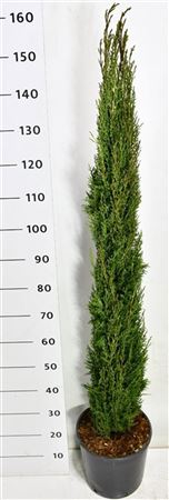 Cupressus Semp Totem