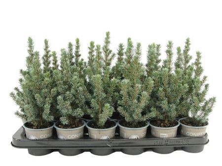 Picea Glauca Sanders Blue