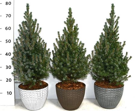 Picea Glauca Sander's Blue