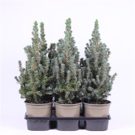 Picea Glauca Sander's Blue