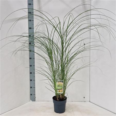 Miscanthus Sin Yaku Jima