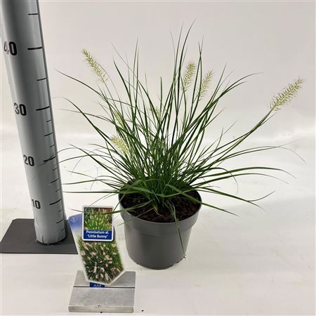 Pennisetum Alop Little Bunny