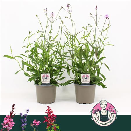 Verbena Rigida Mix