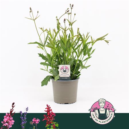 Verbena Rigida Polaris Sky Blue