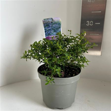 Ceanothus Blue Mound