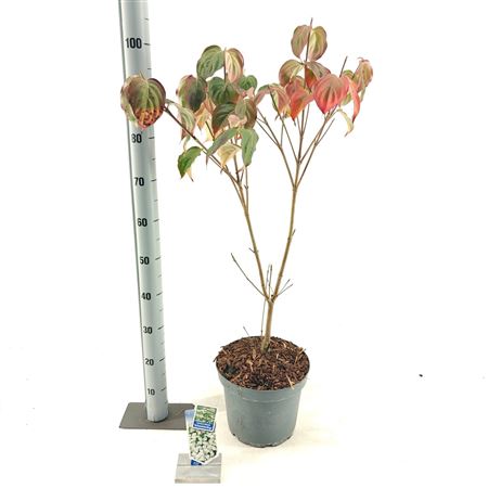 Корнус Коса Шметтерлинг