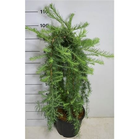 Larix Kaempf Stiff Weeper On Stem