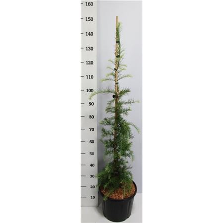 Larix Keampferi Stiff Weeping