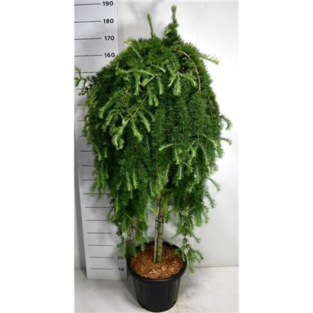 Larix Kaempf Stiff Weeper On Stem