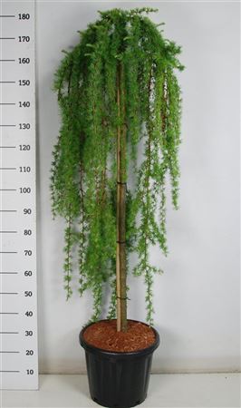 Larix Kaempf Stiff Weeper