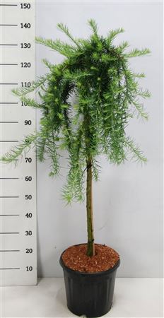 Larix Kaempf Stiff Weeper On Stem