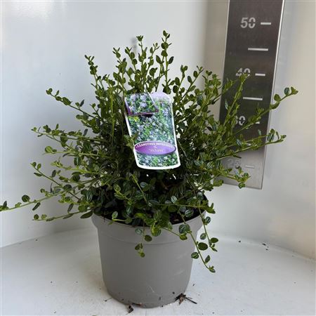 Ceanothus Impressus Victoria