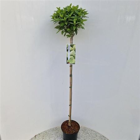 Hydrangea Pan Limelight On Stem