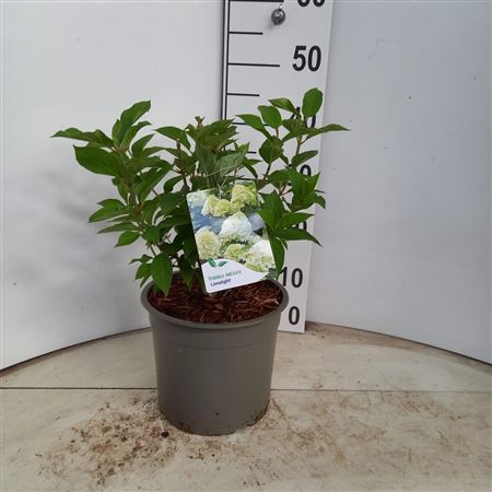 Hydrangea Pan Limelight