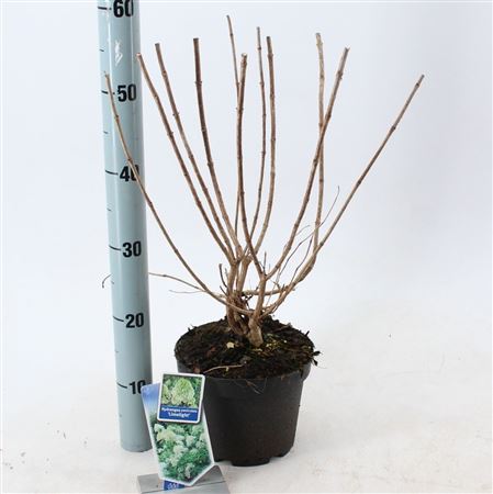 Hydrangea Pan Limelight