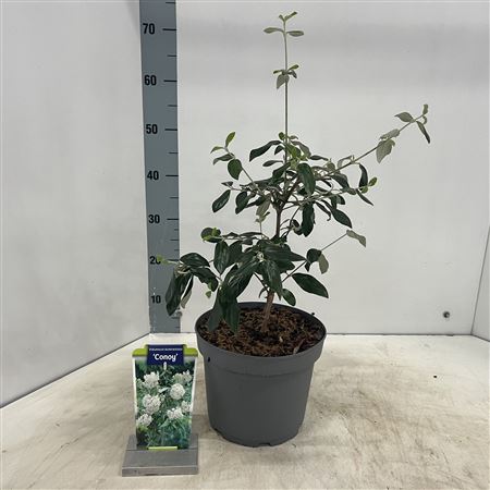 Viburnum Burkw Conoy
