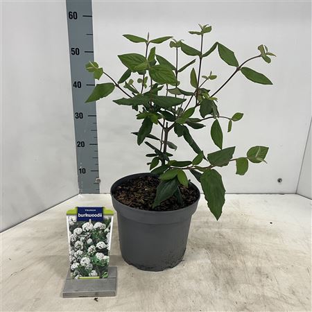 Viburnum Burkwoodii