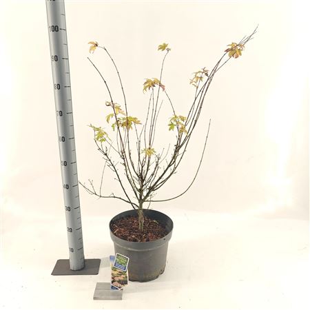 Acer Palm Orange Dream