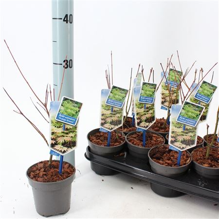 Acer Palm Orange Dream