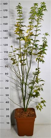 Acer Palm Orange Dream