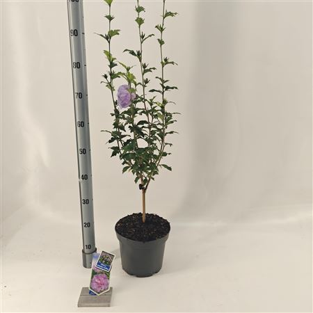 Hibiscus Syr Lavender Chiffon