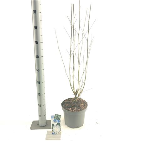 Hibiscus Syr White Chiffon