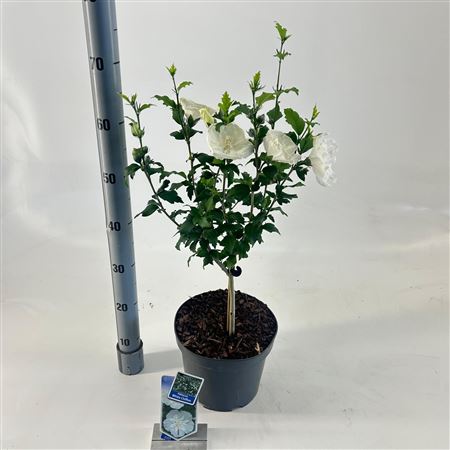 Hibiscus Syr White Chiffon