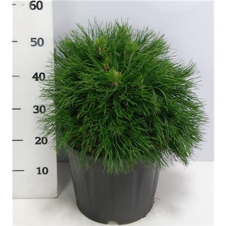 Pinus Mugo Varella