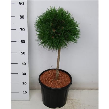 Pinus Mugo Varella On Stem