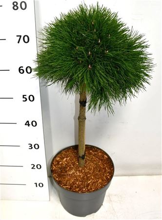 Pinus Mugo Varella On Stem