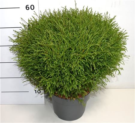 Thuja Occ Mr Bowling Ball