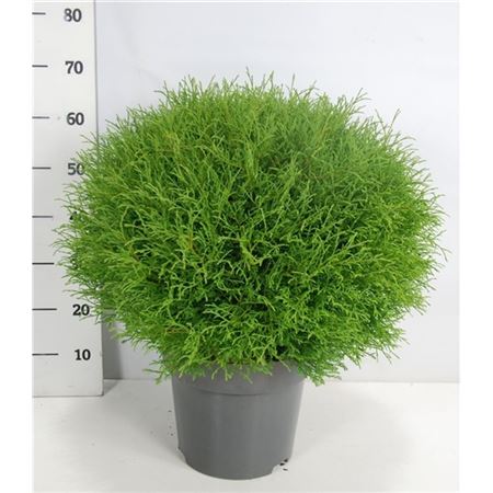 Thuja Occ Mr Bowling Ball