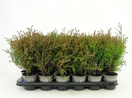 Thuja Occ Mr Bowling Ball