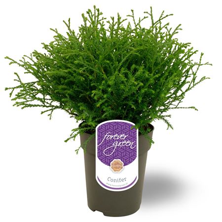 Thuja Occ Mr Bowling Ball