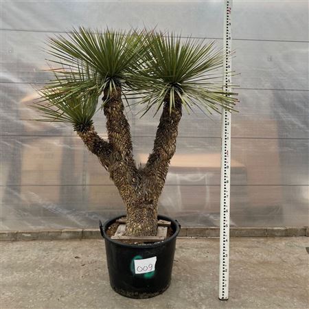 Yucca Rostrata Multistem Nr. 009