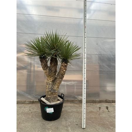 Yucca Rostrata Multistem Nr. 010