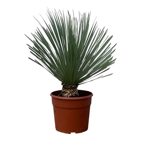 Yucca Rostrata