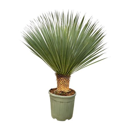 Yucca Rostrata