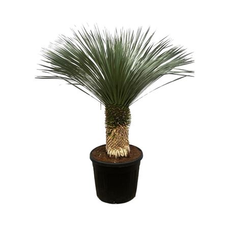 Yucca Rostrata