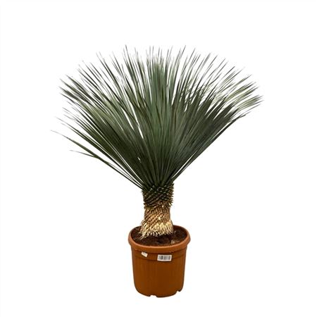 Yucca Rostrata