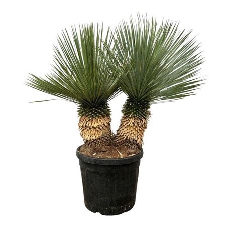 Yucca Rostrata Double Stem