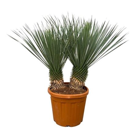 Yucca Rostrata Double Stem