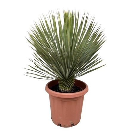 Yucca Rostrata