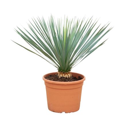 Yucca Rostrata