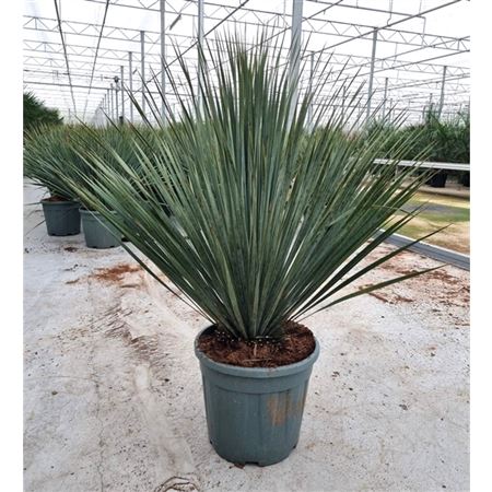 Yucca Rostrata