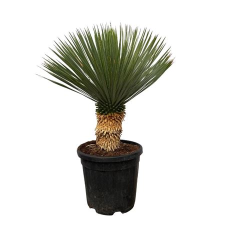 Yucca Rostrata