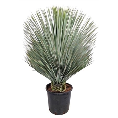 Yucca Rostrata